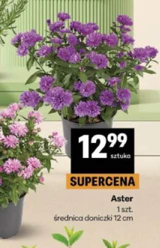 Aster