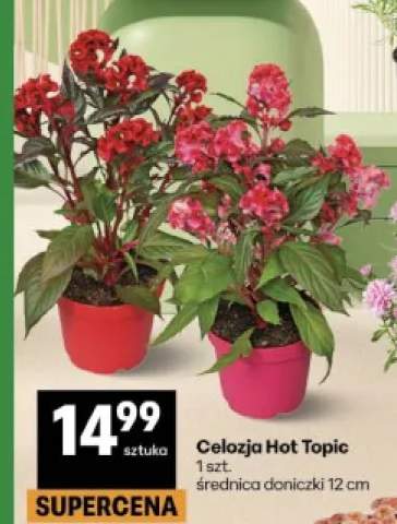 Celozja Hot Topic