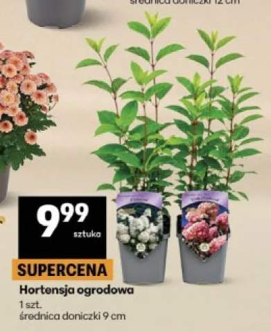 Hortensja ogrodowa