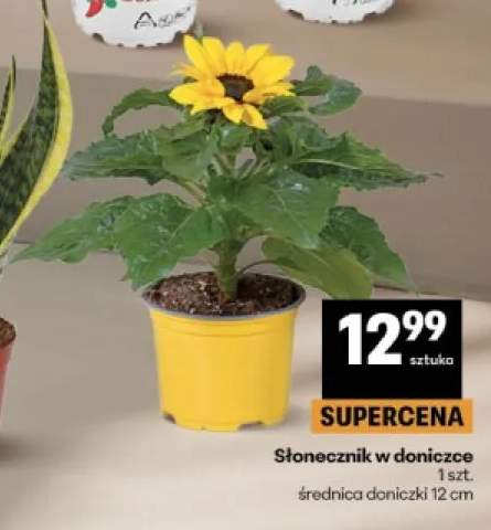 Słonecznik w doniczce