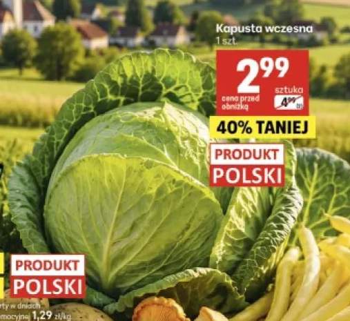 Kapusta wczesna polska