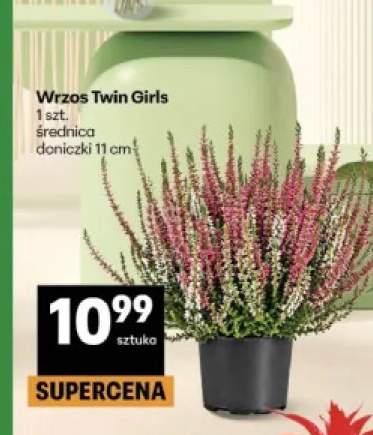 Wrzos Twin Girls