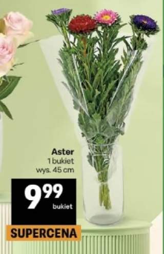Aster