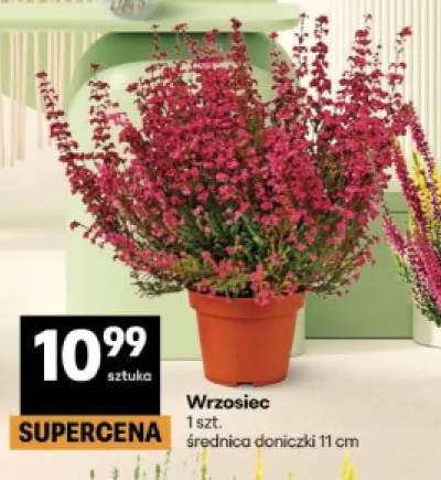 Wrzosiec