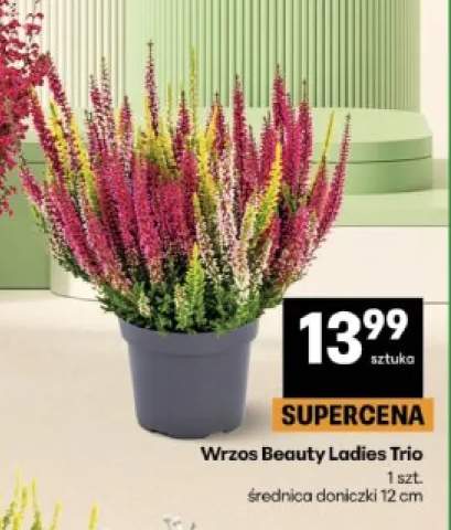 Wrzos Beauty Ladies Trio