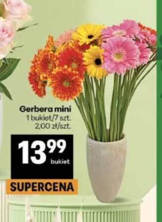 Gerbera mini