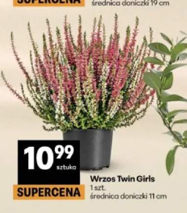 Wrzos Twin Girls