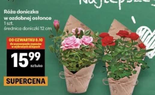 Róża doniczka w ozdobnej osłonce