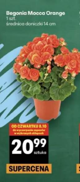 Begonia Mocca Orange