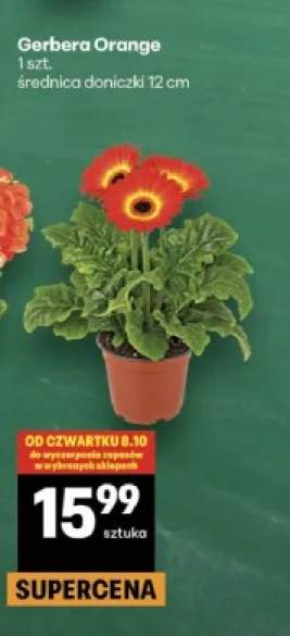 Gerbera Orange
