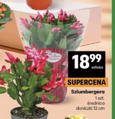 Szlumbergera