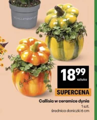 Callisia w ceramice dynia