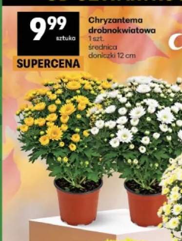 Chryzantema drobnokwiatowa średnica doniczki 12 cm