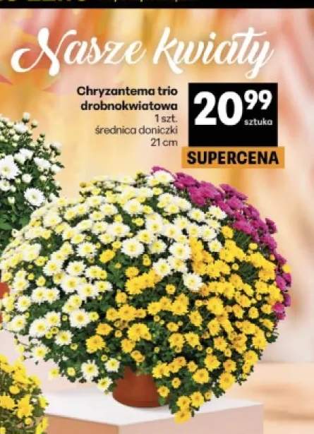 Chryzantema trio drobnokwiatowa średnica doniczki 21 cm