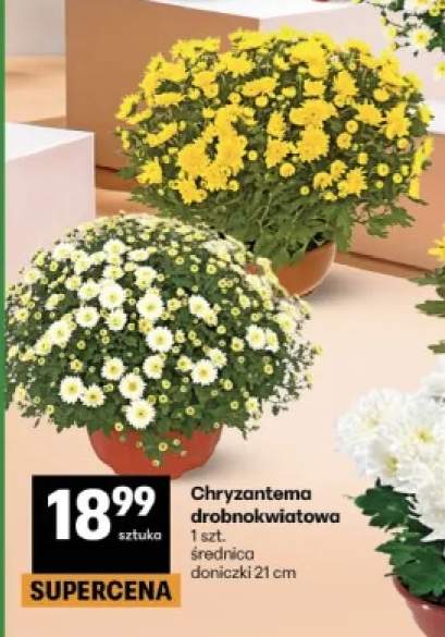 Chryzantema drobnokwiatowa średnica doniczki 21 cm