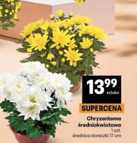 Chryzantema średniokwiatowa średnica doniczki 17 cm