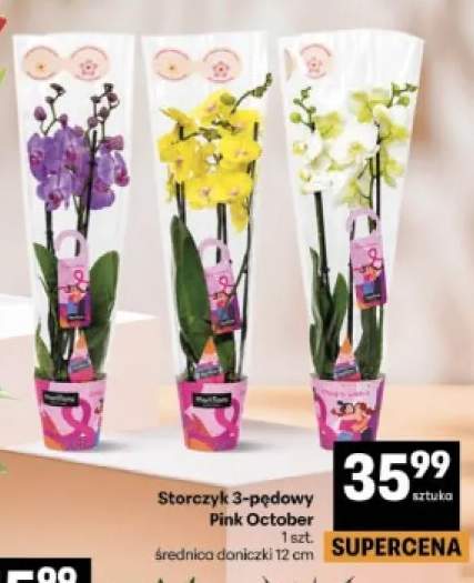 Storczyk 3-pędowy Pink October