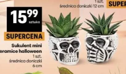 Sukulent mini w ceramice halloween